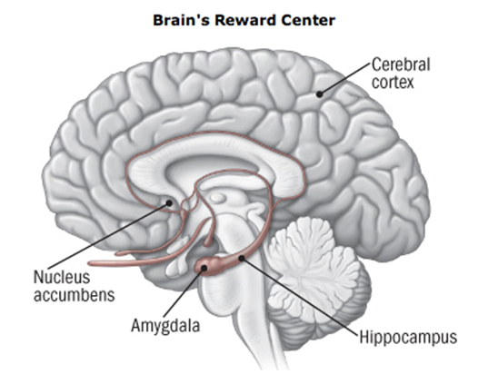 Wealth Shapes Brain's Reward Response - Neuroscience News