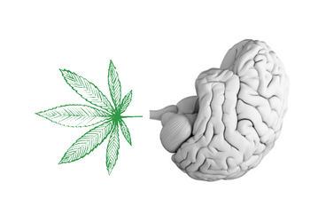 Effects of Weed on the Brain: Short-Term and Long-Term Impacts